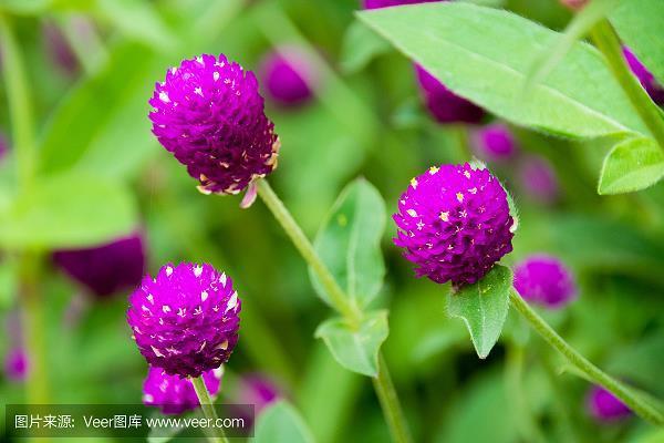 花藜胡哨