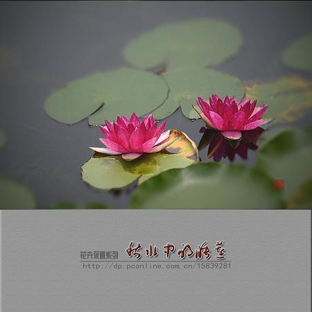 东家丘