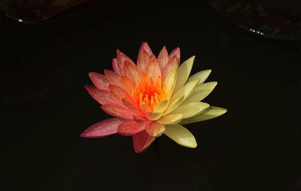 处置失当