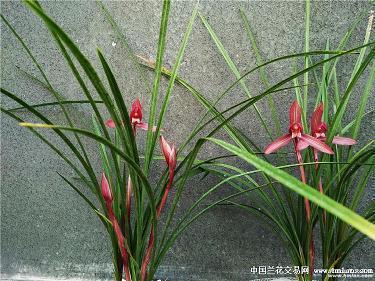 愚人节心情说说30句