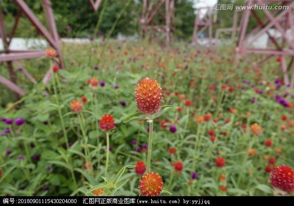 弹冠结绶