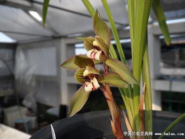 微信说说经典语句写人生真理