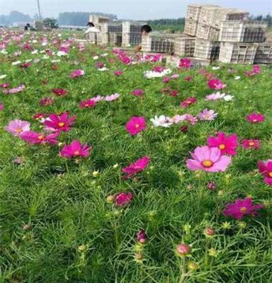 地远山险