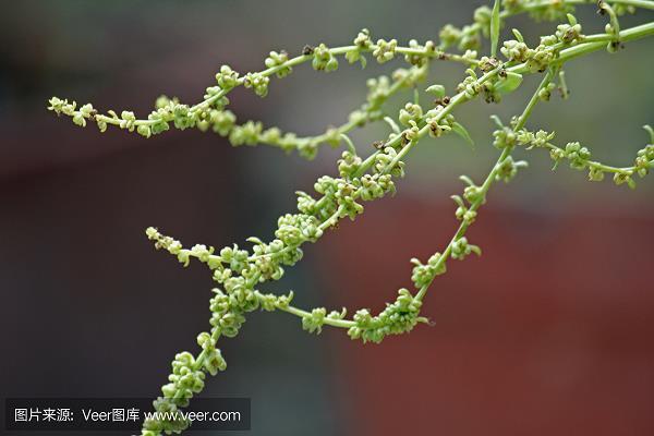 言近旨远