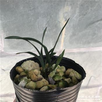 伤疤永远是痛的说说 心里有伤痕的说说很伤感(精选31句)