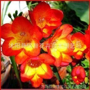 2021有关护士节的励志句子汇编55句