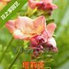 张爱玲最火的名句经典语录 关于张爱玲语录经典语录(精选41句)