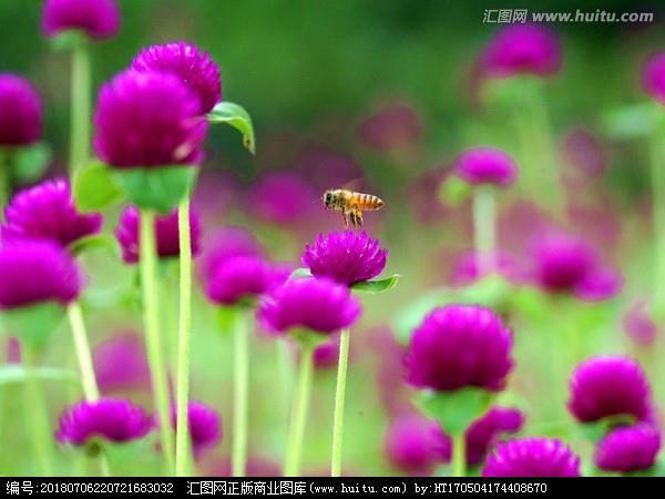 拔毛连茹