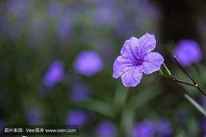 形容梅花傲骨的诗句七言 关于梅花的诗句(精选78句)