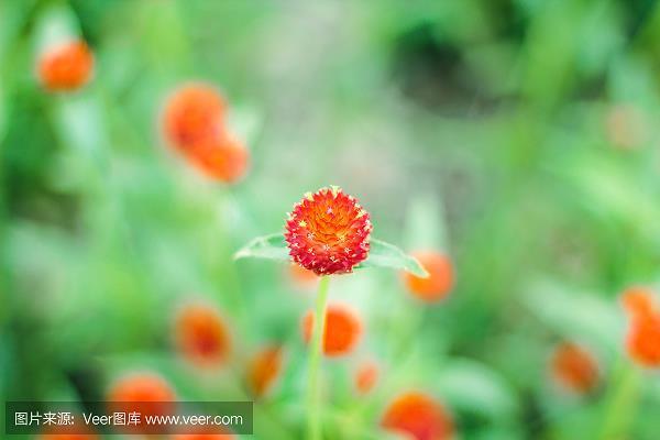 悬崖转石