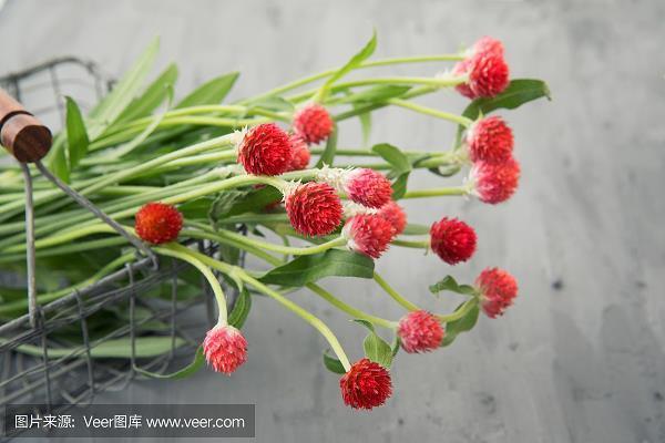 淮王鸡狗
