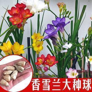 巧克力治愈心情的说说