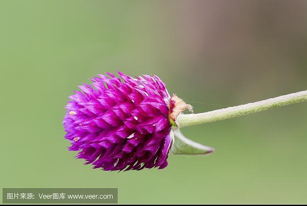 龌龌龊龊