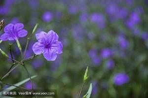 一年级里描写形容赞美春天到来的好句好段摘抄大全