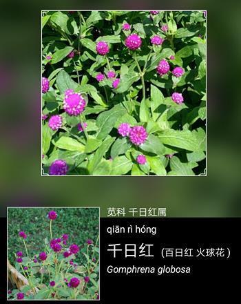 传杯弄斝