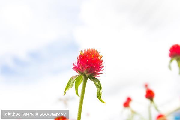 颜丹鬓緑