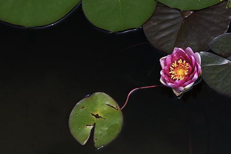 婀娜多姿