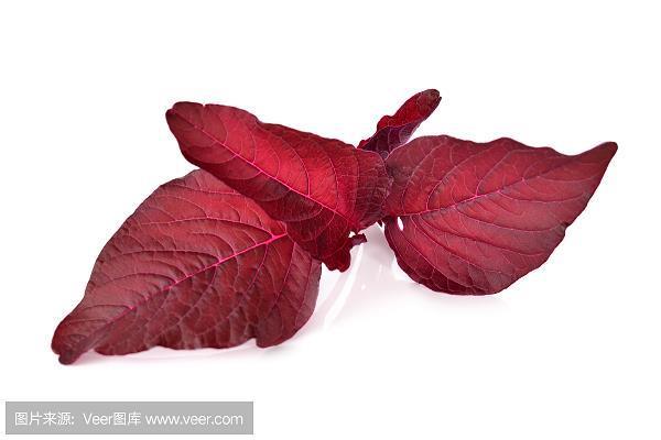 游龙戏凤