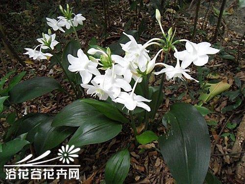 乐观开心的经典语录句子 乐观心态的励志语录35句