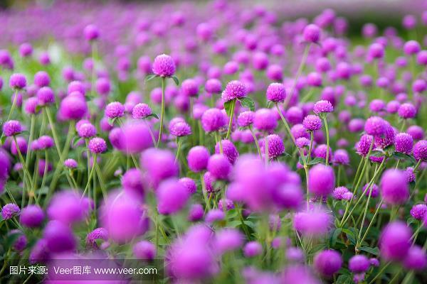 虎虎有生气