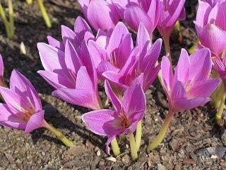2021庆祝建军节94周年祝福语(精选97句)