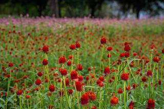 腾焰飞芒