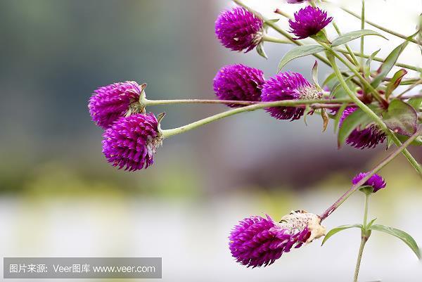 啸傲风月