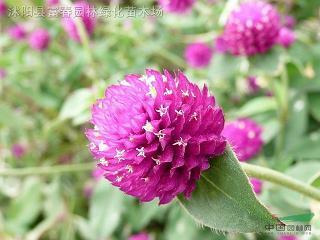 含蓼问疾