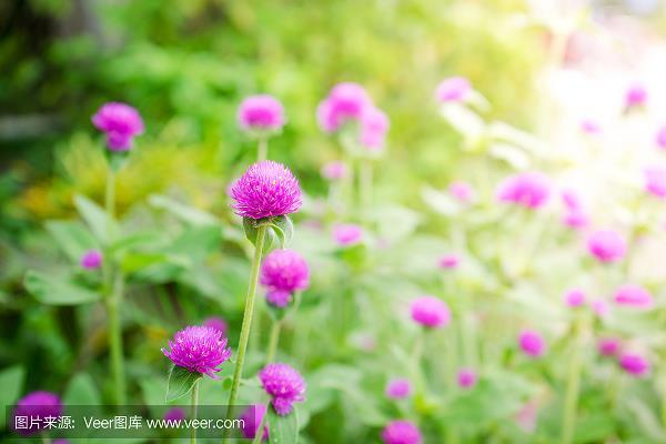 倜傥不群
