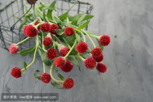 献曝之忱