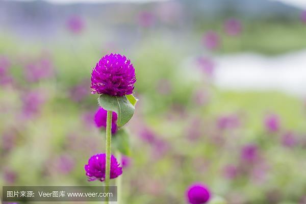 冠履倒置