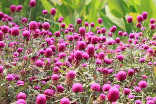 盘根错节
