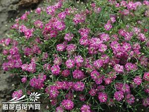 抖音点赞最火最高句子 一发就会被秒赞的句子推荐79句