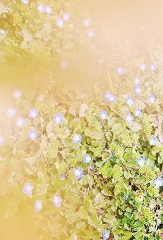 平安夜一个人过圣诞节一个人过说说 一个人过节的伤感语录