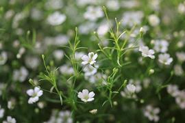 感谢师恩的诗词美句 赞美老师的诗词