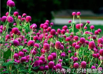 大展经纶