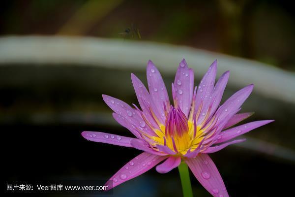 攀花折柳