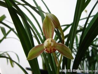 官情纸薄