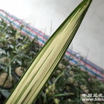 插圈弄套