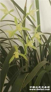 油光晶亮