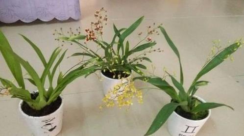 毅然决然
