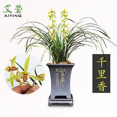 局天促地