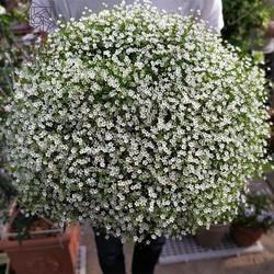 2021重阳节微信祝福文案句子(精选98句)
