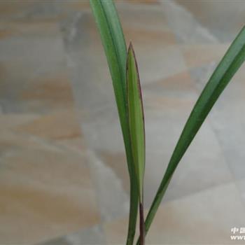 悬车告老