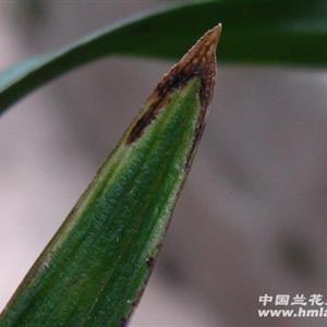 根株牵连