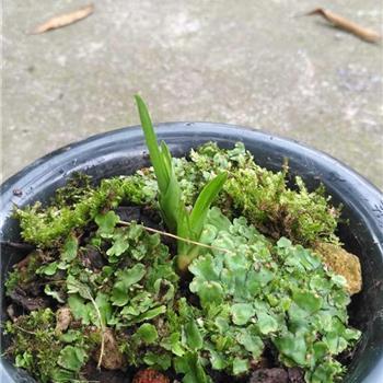 黑白不分