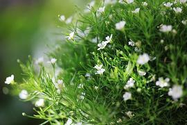 情侣恋爱一周年的空间说说 如果你是玫瑰花