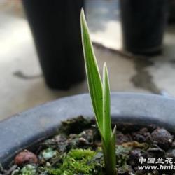 未可厚非