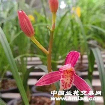 遮前掩后