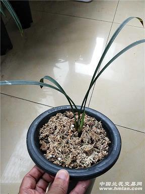 深渊薄冰